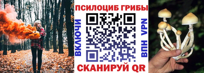 купить наркотики сайты  сайты даркнета клад  Псилоцибиновые грибы мицелий  Катайск 